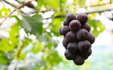 中村柿ぶどう園 ピオーネジャム 130g×3個セット ジャム ぶどうジャム ピオーネ 常温 うきは市