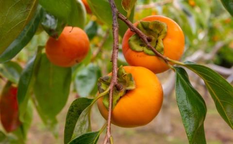 【先行予約】渡辺農園 富有柿 9玉前後 2025年11月中旬から12月上旬 出荷予定