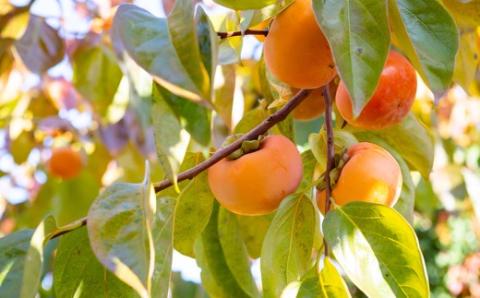 【先行予約】矢野ファーム 冷蔵富有柿 (2Lサイズ) 11玉から12玉 (約3kg) 2025年12月中旬から2026年1月10日 出荷予定