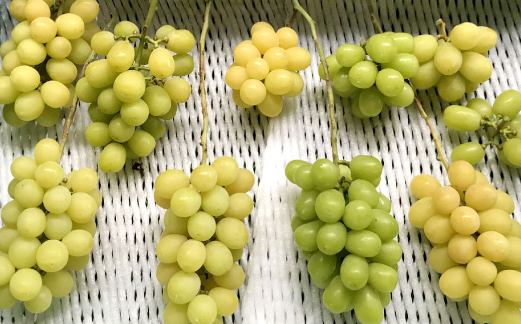 【先行予約】 やりみず農園 農家厳選！ シャインマスカット 2房から3房（約1kg） 【2026年8月下旬～9月上旬発送予定】 シャインマスカット ぶどう ブドウ 葡萄 くだもの 果物 フルーツ 果実 福岡県 うきは市