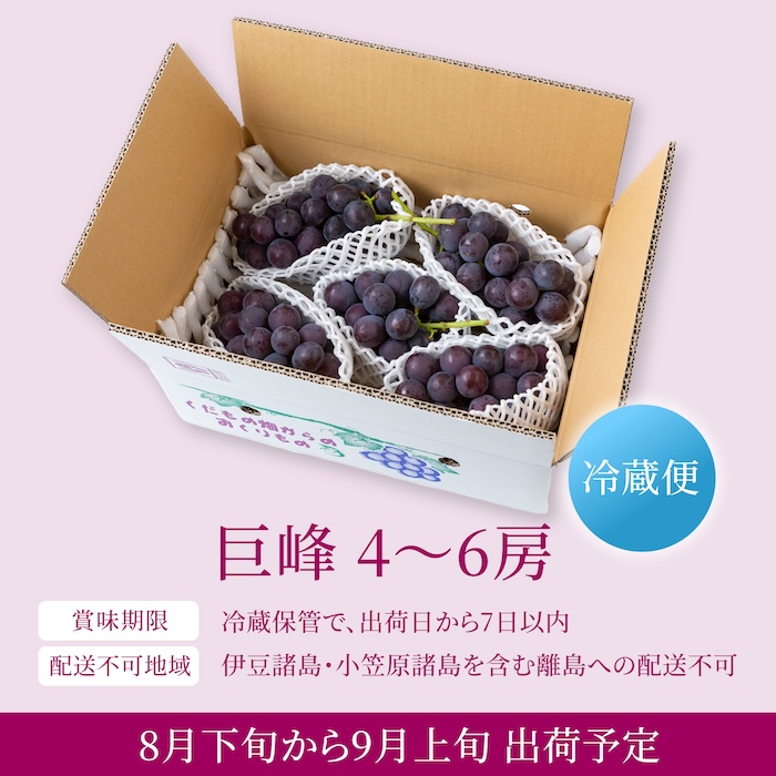 【先行予約】コクのある甘さ 種あり 巨峰 4房から6房 2025年8月下旬から9月上旬 出荷予定【春光園】 ぶどう ブドウ 葡萄 巨峰 種あり 果物 フルーツ