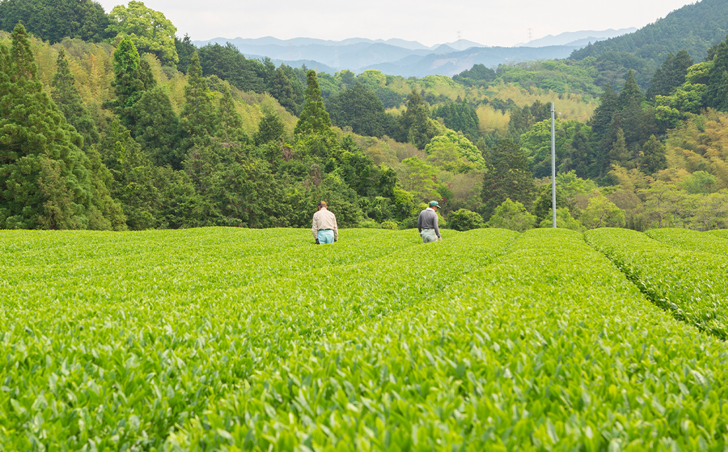 新川製茶 うきはの山茶 ティーバッグセット 有機JAS認定 (緑茶・焙じ茶・紅茶・水出し・さっととける緑茶・食べる緑茶) オーガニック茶 お茶 茶 茶葉 ティーバッグ セット 福岡県 うきは市