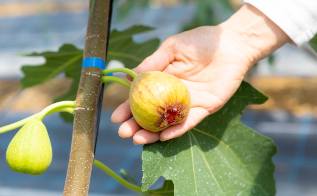 【先行予約】渡辺農園 いちじく (とよみつひめ) 4パック 【2025年7月下旬～2025年10月上旬 出荷予定】 フルーツ 果物 果実 常温 送料無料 福岡県 うきは市