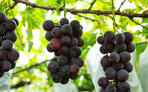 【先行予約】 原茂之巨峰園 巨峰屋こだわりの巨峰 8房から9房 （約3kg） 【2026年8月下旬～9月上旬より順次発送予定】 葡萄 ぶどう ブドウ 巨峰 きょほう 果物 くだもの フルーツ 果実 新鮮 フレッシュ ミネラル 朝採り発送 流川ブランド お取り寄せ 福岡県 うきは市 冷蔵