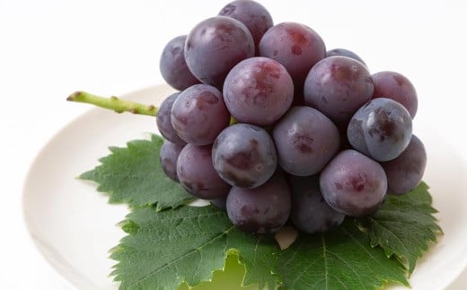 【先行予約】中村柿ぶどう園 ピオーネ 3房から5房 （約2kg） 【2026年7月上旬～8月下旬より順次発送予定】 葡萄 ぶどう ブドウ 果物 くだもの フルーツ 果実 福岡県 うきは市 冷蔵