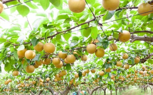 【先行予約】 鈴木農園 特撰甘果逸品 豊水梨 11玉から15玉 （約5kg） 【2026年8月下旬～9月上旬より順次発送予定】 完熟梨 梨 なし ナシ 豊水 ほうすい 果物 くだもの フルーツ 果実 新鮮 フレッシュ ジューシー お取り寄せ 福岡県 うきは市 冷蔵