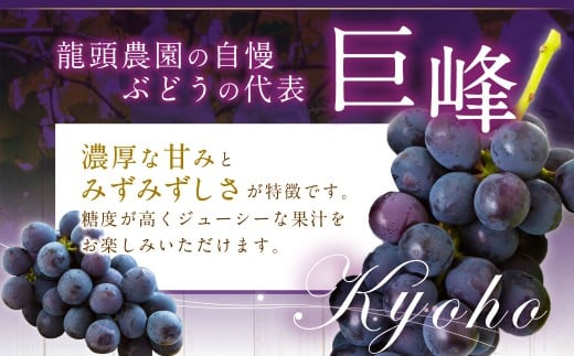 【先行予約】龍頭農園 巨峰とシャインマスカット＋αの4房セット