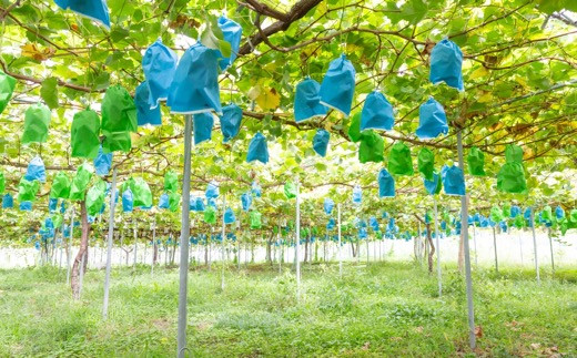 【先行予約】シャインマスカット 2房から3房 (約1.6kg) 【2025年9月上旬発送予定】 シャインマスカット 果物 フルーツ うきは市