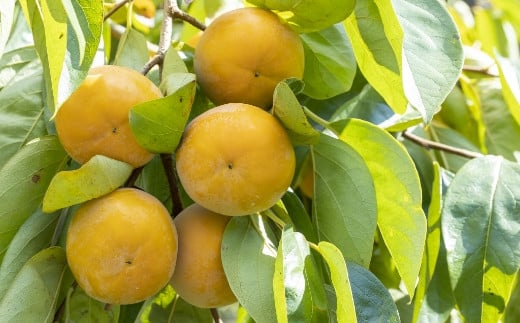 【先行予約】 三浦農園 太秋柿 7玉から9玉 （3Lから4L） 【2026年10月上旬から10月下旬 出荷予定】 柿 かき カキ 太秋 たいしゅう 完全甘柿 果物 くだもの フルーツ 果実 ジューシー お取り寄せ 福岡県 うきは市