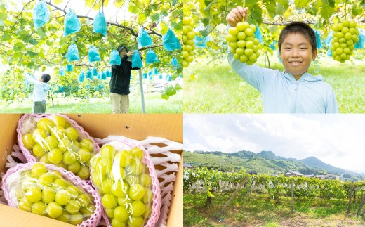 【先行予約】 やりみず農園 農家応援！ ご家庭用 シャインマスカット（約1kg） 【2026年8月下旬～9月上旬発送予定】 マスカット ぶどう ブドウ 葡萄 くだもの 果物 フルーツ 果実 福岡県 うきは市