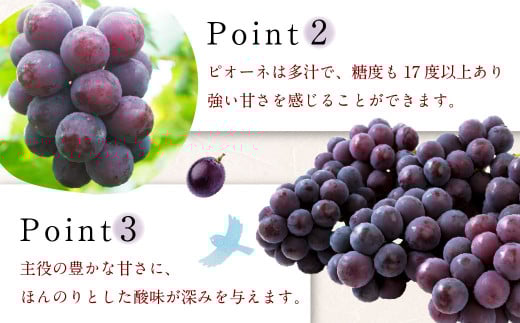 【先行予約】 宝玉農園 ピオーネ 5房～7房 （約3kg） 【2026年8月下旬～9月上旬より順次発送予定】 葡萄 ぶどう ブドウ 大粒 種無し 種なし 果物 くだもの フルーツ 果実 お取り寄せ 福岡県 うきは市 冷蔵