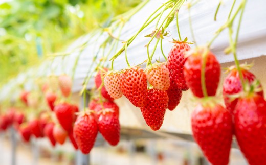 【2026年3月発送】 よかもんいちご あまおう苺セット 8パック （計約2.16kg） よかもん苺 苺 いちご イチゴ 果物 果実 フルーツ 九州 福岡県 うきは市 冷蔵