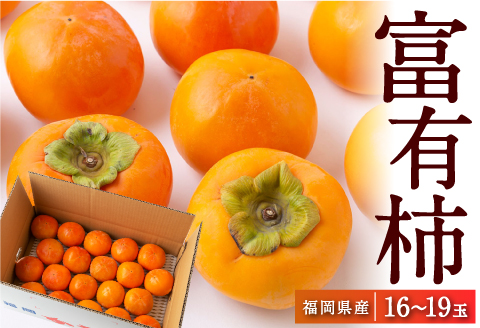 【先行予約】江藤農園 富有柿 16玉から19玉(約5kg) 2025年11月中旬から11月下旬 出荷予定