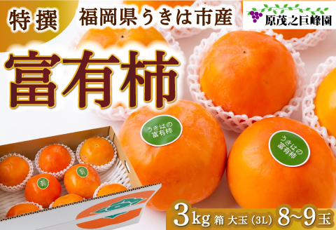 【先行予約】原茂之巨峰園 特撰 富有柿 大玉(3L) 8玉から9玉 2025年11月中旬から11月下旬 出荷予定