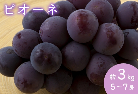 高品質SALE福岡県産　種なしピオーネ　8〜10房　約5kg　秀品 フルーツ