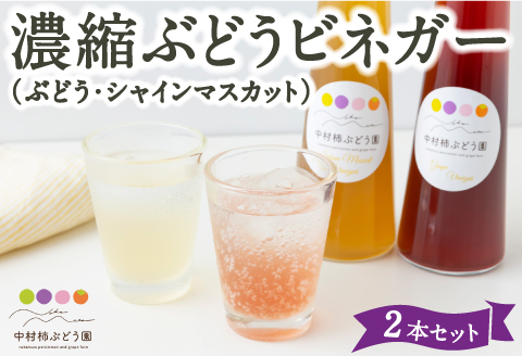 中村柿ぶどう園 濃縮ぶどうビネガー2本セット(ぶどう・シャインマスカット) 各300ml フルーツビネガー 果実酢 フルーツ酢 お酢 酢 ビネガー 濃縮タイプ 飲料 福岡県 うきは市