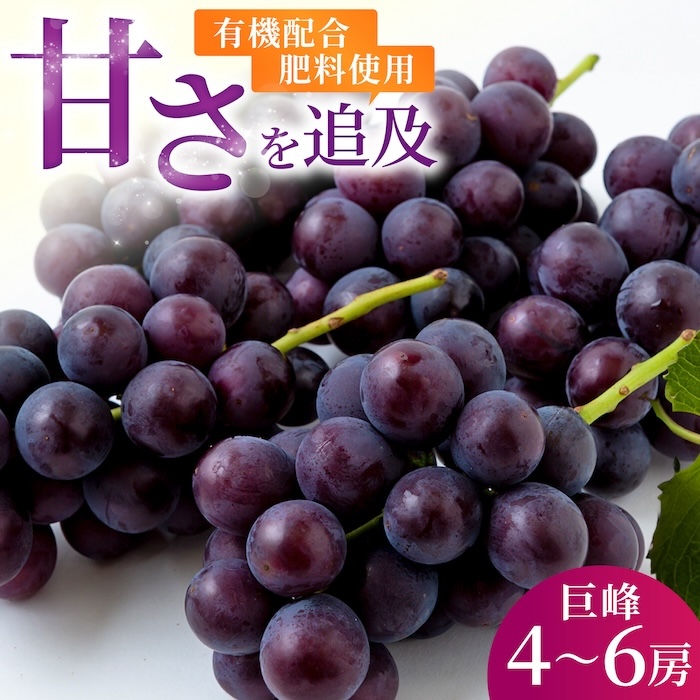 【先行予約】コクのある甘さ 種あり 巨峰 4房から6房 2025年8月下旬から9月上旬 出荷予定【春光園】 ぶどう ブドウ 葡萄 巨峰 種あり 果物 フルーツ