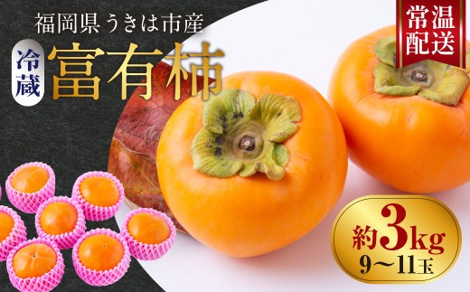 【先行予約】西見柿農園 冷蔵富有柿 9玉から11玉 (約3kg) 【2026年12月下旬-2027年1月下旬発送予定】 柿 かき カキ 果物 くだもの フルーツ 果実 ジューシー お取り寄せ 福岡県 うきは市