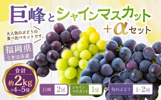 【先行予約】龍頭農園 巨峰とシャインマスカット＋αの4房セット