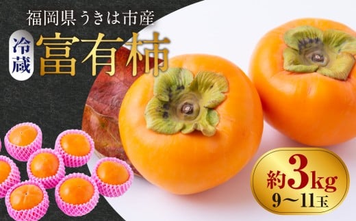 【先行予約】西見柿農園 冷蔵富有柿 9玉から11玉 2025年12月中旬から2026年1月下旬 出荷予定