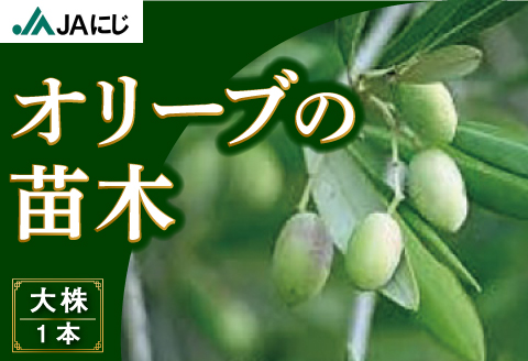 JAにじ オリーブの苗木 約1m (大株1本)