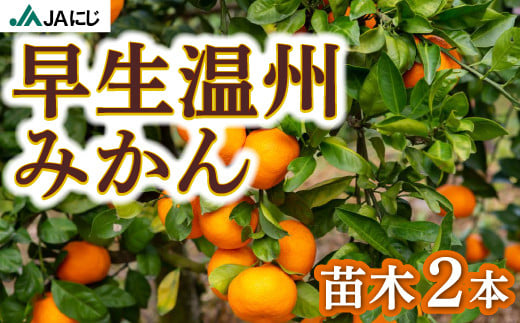 JAにじ 早生温州みかん 苗木2本 2024年11月上旬〜2025年3月下旬 出荷予定