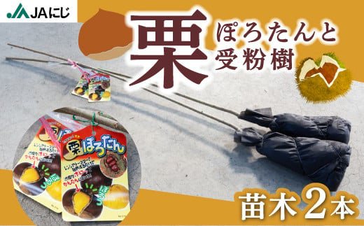 JAにじ 栗(ぽろたんと受粉樹) 苗木2本 2024年11月上旬〜2025年3月下旬 出荷予定