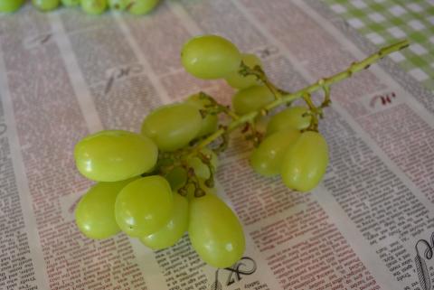 Ｍ１７６　【９月中旬順次発送】＊訳あり品＊増量中＊【露地栽培のシャインマスカット１．２キロ以上】 みよばあちゃんのぶどう畑直送！