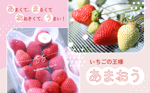 M585-3【先行予約】いちご あまおう 限定  苺 イチゴ 合計約1080g 約270g×4