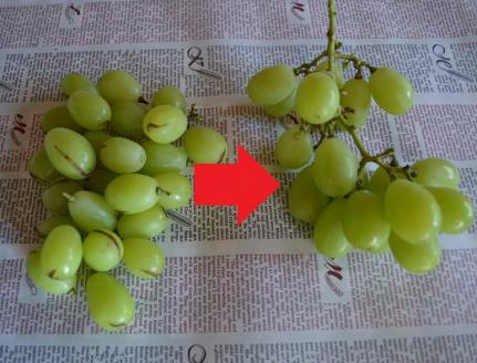 Ｍ１７６　【９月中旬順次発送】＊訳あり品＊増量中＊【露地栽培のシャインマスカット１．２キロ以上】 みよばあちゃんのぶどう畑直送！