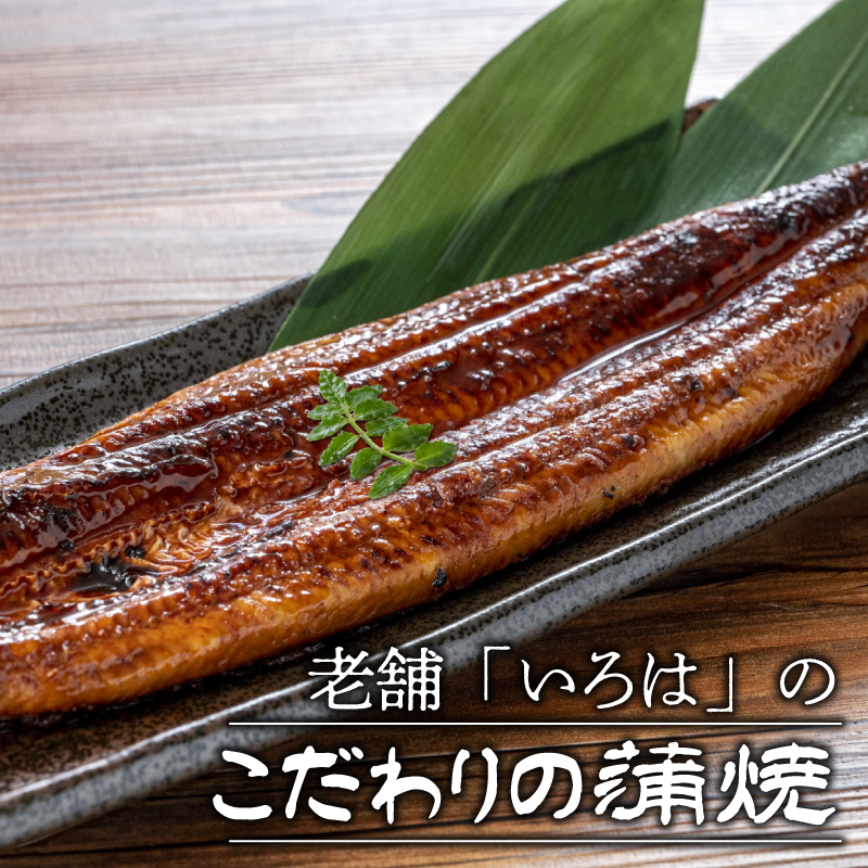 ＜いろは＞うなぎ蒲焼 国産 150g × 3尾 (有頭)　[M686] ウナギ 鰻 炭火焼き ふっくら 肉厚 うな重 ランキング 土用の丑の日 鹿児島県 人気 オススメ 宮若市
