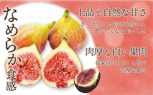 【令和8年度産】【先行予約】福岡県ブランドいちじく「博多とよみつひめ」300g×4パック [M775-1] 福岡県限定 果肉 上品 甘い なめらか食感 糖度17度 フルーツ 果物