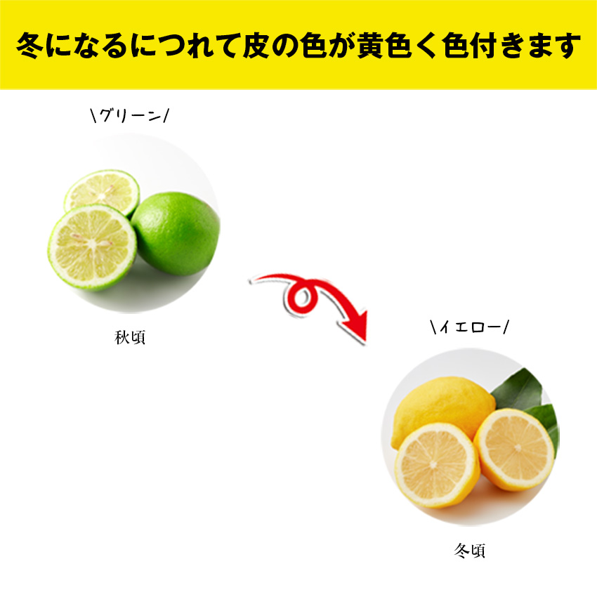 M568【里山レモンの会】宮若市特産品 レモン 約2kg【りのか】
