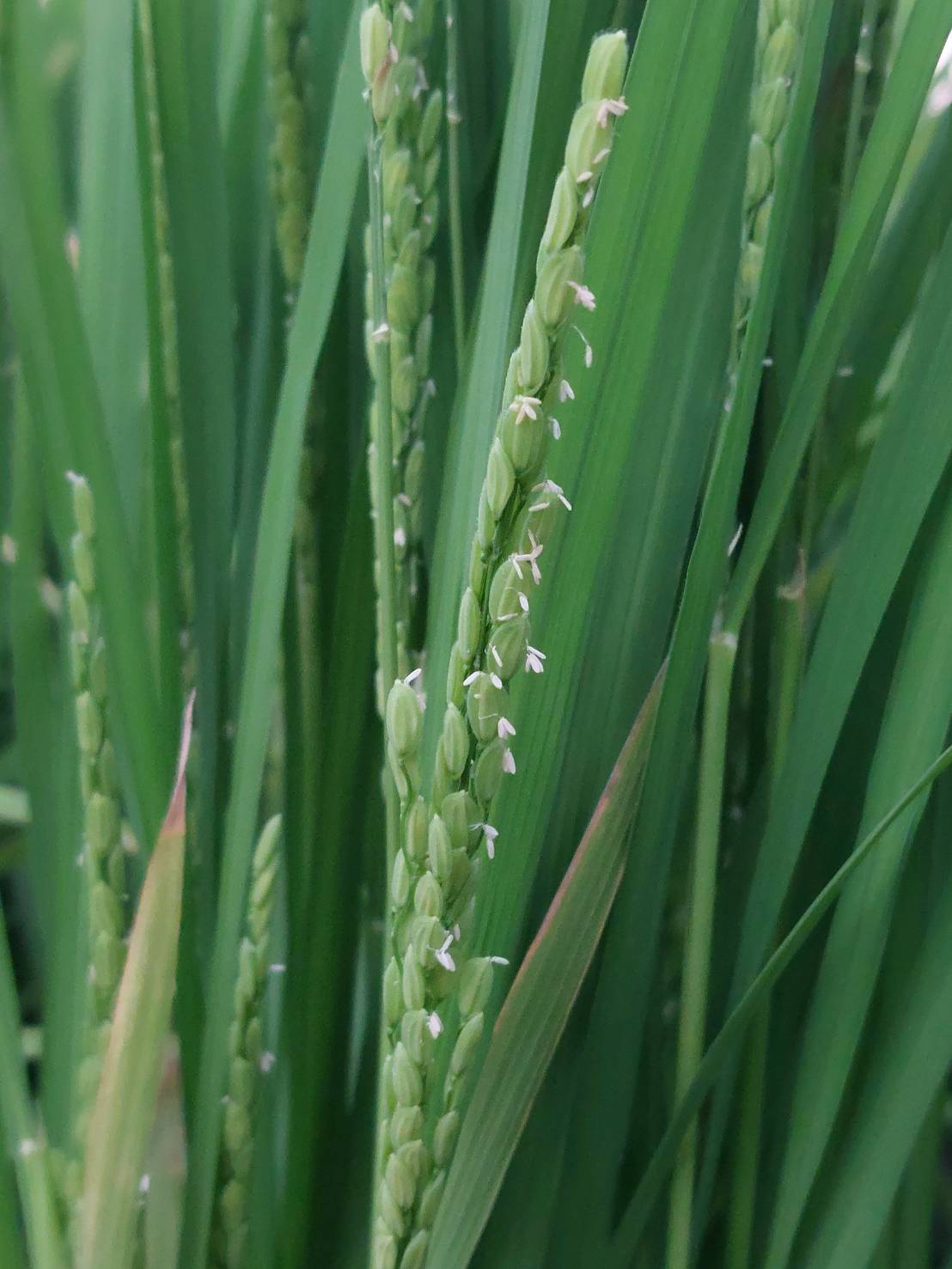 カフェむすび　お楽しみセット M740