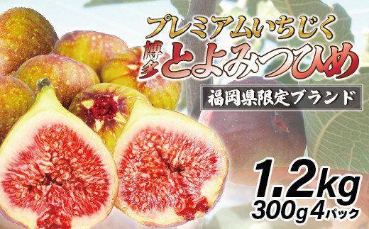 【令和8年度産】【先行予約】福岡県ブランドいちじく「博多とよみつひめ」300g×4パック [M775-1] 福岡県限定 果肉 上品 甘い なめらか食感 糖度17度 フルーツ 果物