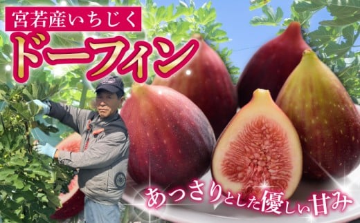 【令和8年度産】【先行予約】福岡県宮若市産 いちじく 400g×4パック(1.6kg) [M894-1]
