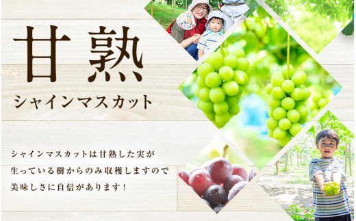 【2024年8月下旬～9月下旬発送】福岡県産シャインマスカット 約2kg 4～5房