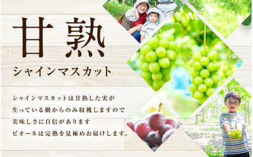 【2024年8月下旬～9月下旬発送】福岡県産シャインマスカット&ピオーネ 合計約2kg