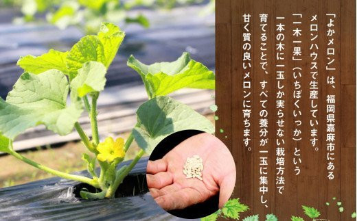 【2023年7月発送開始】 嘉麻市 産 よか メロン 青肉 2玉 マスクメロン