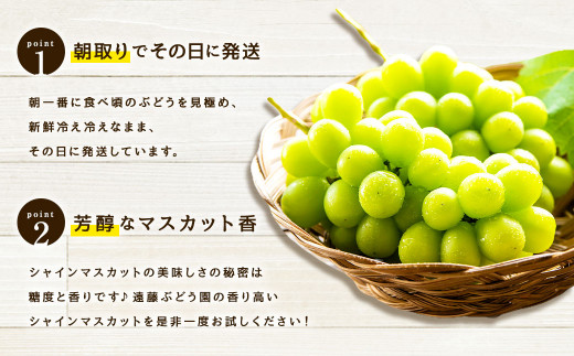 【2024年8月下旬～9月下旬発送】福岡県産シャインマスカット 約2kg 4～5房