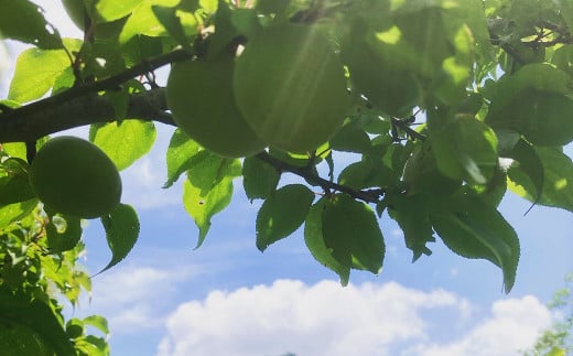 極源流米 5kg 令和5年度産 夢つくし お米 米