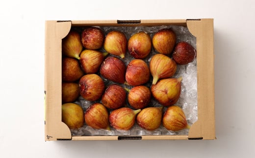 じぃじの いちじく 【 とよみつひめ 】約1.5kg 【2025年8月上旬～10月下旬発送予定】 いちじく 果物 フルーツ