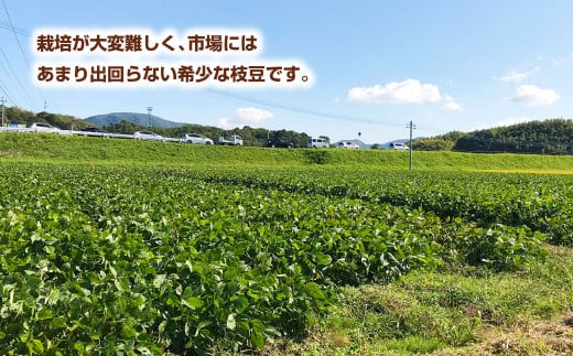 栽培は大変難しく、市場にはあまり出回らない希少な枝豆です。