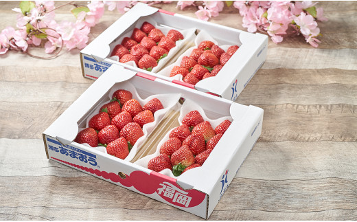 【春】福岡産 あまおう いちご 約250～270g×4パック