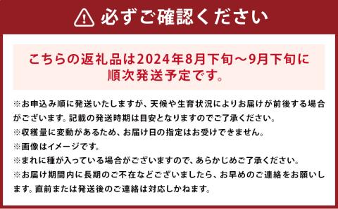 【2024年8月下旬～9月下旬発送】【訳あり品】福岡県産シャインマスカット摘み落とし粒 約800g 果物 くだもの