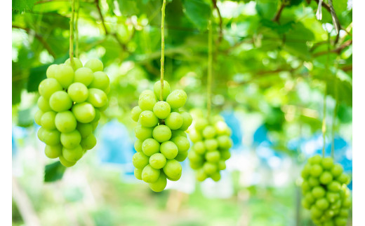 【2024年8月下旬～9月下旬発送】福岡県産シャインマスカット 約2kg 4～5房