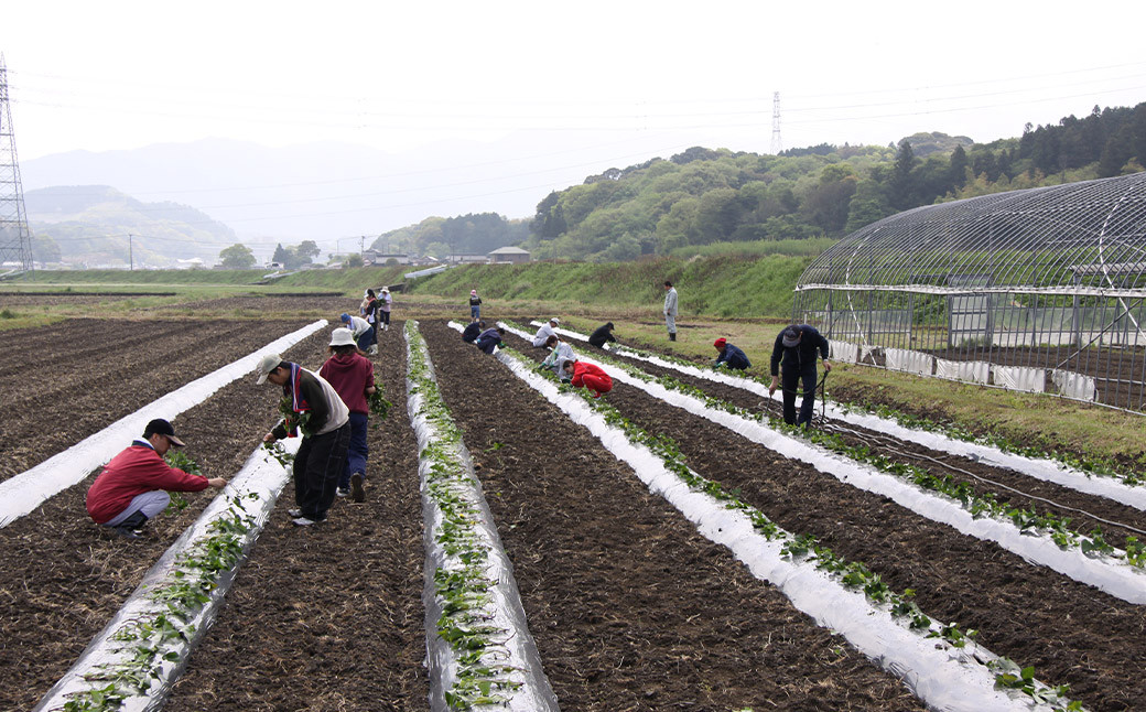芋焼酎 自立 720ml(4合)×2本 25度 さつま芋 焼酎