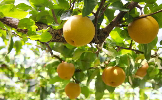 【2023年11月～12月発送】梨 4.5kg 九州産 二十世紀 豊水 南水 あきづき 新高 新興 王秋