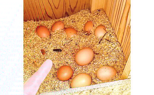 【定期便6回】【平飼い有精卵】30個入（26個+割れ保証4個）