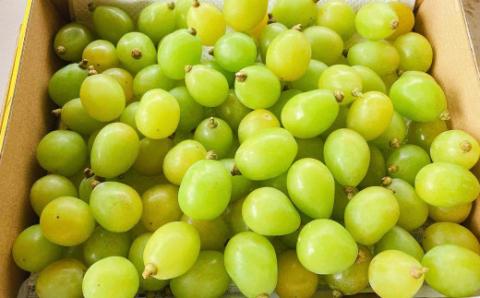 【2024年8月下旬～9月下旬発送】【訳あり品】福岡県産シャインマスカット摘み落とし粒 約800g 果物 くだもの